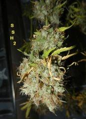 8 SSH2