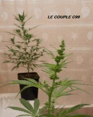couple c99