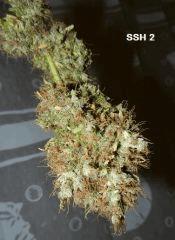 3 ssh