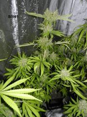 ssh