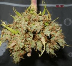 7 SLH2
