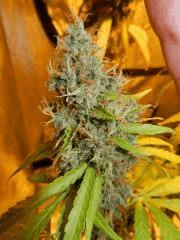 2 amnesia