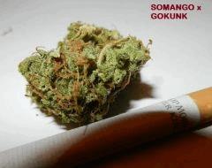 5 som x gok