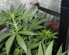 5 slh et c99 male