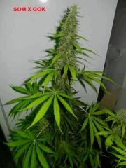 8 som gok