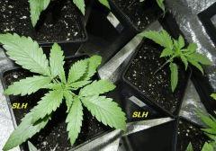 4 SLH