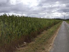 9 long road