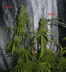 slh 1 et 2