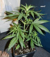 8 nev2