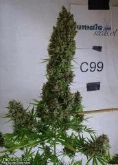 C99