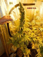 4 amnesia