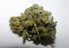 Jack Herer - Rokerij - 08.2010