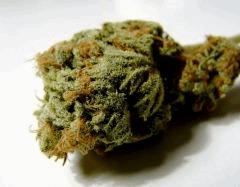 Super Bio Lemon Haze   Voyager's   01.01.2013