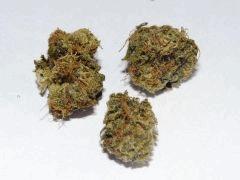 Chocolope - Rockerij - 08.2010