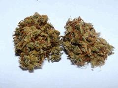 Cannalope Haze - Rockerij - 08.2010