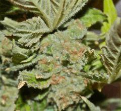 macro
