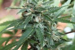 macro2