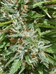 macro