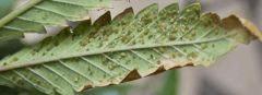 pucerons macro