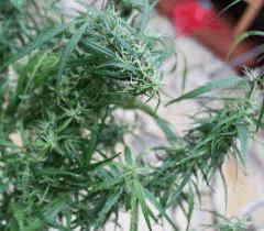 zamal bud
