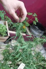 zamal bud