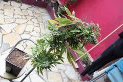 zamskunk