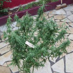 zamal