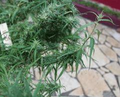 zamal bumping Harvest