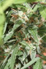 macro1
