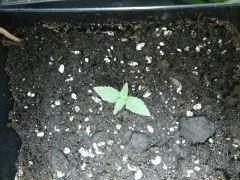 Olive Cro  10 JDC