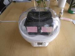 Yaourtière Germination