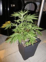 IMGP0751