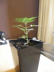 Wolovitz Cro  23 avant Palissage
