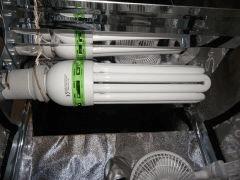 CFL Eco 125W croissance   Reflecteur