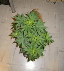 IMGP0745