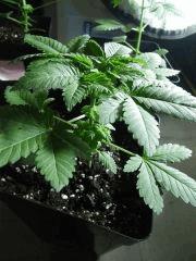 Penny Cro  22 (3)