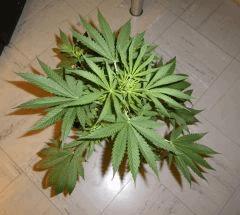 IMGP0748