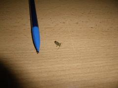 Bestiole Cro  33