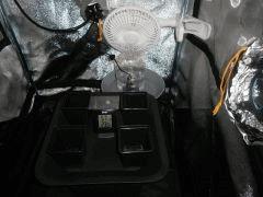 Intérieur Germination