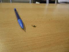 Bestiole Cro  33 (2)