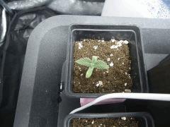 Penny Cro  7 JDC