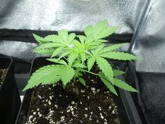 Olivia Cro  22 (2)