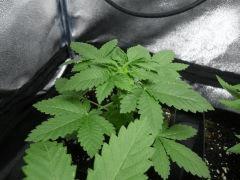 Penny Cro  22 (2)