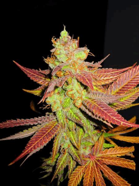 Querkle & PlushBerry
