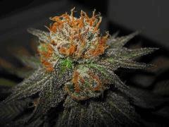 Querkle #6