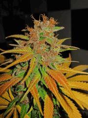 Plush Berry #3
