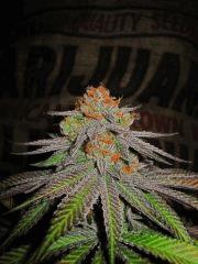 Querkle #6