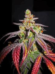 Querkle #7