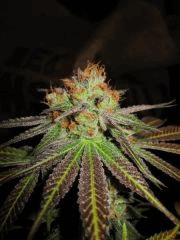 Querkle #2