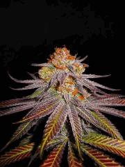 Querkle #6
